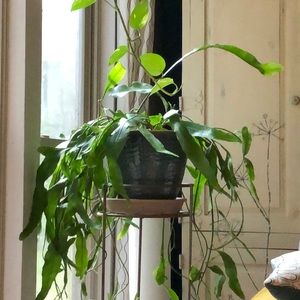 Meet your Posher, Manya